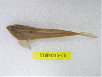 藏品(彎角(魚銜))的圖片